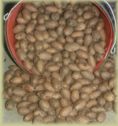 Texas pecans in shell